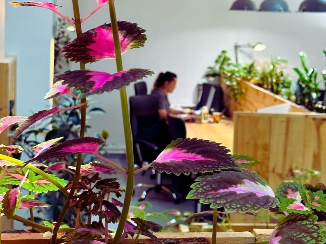 Espacio de coworking Cómodo&Co Factory en Palma